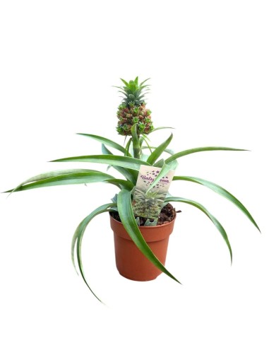 PIANTA DI ANANAS 'BABY BOOM' Decorativa da Interni