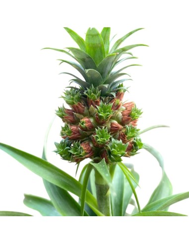 PIANTA DI ANANAS 'BABY BOOM' Decorativa da Interni