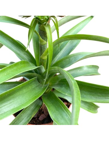 PIANTA DI ANANAS 'BABY BOOM' Decorativa da Interni