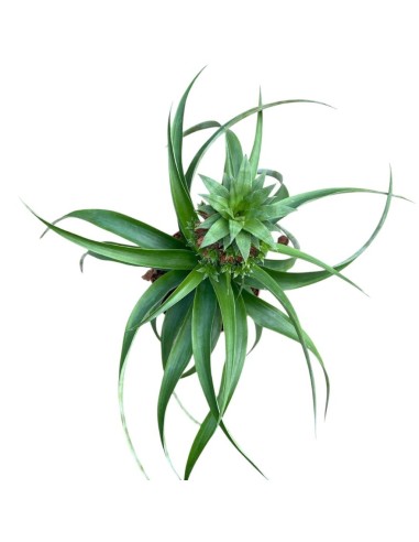 PIANTA DI ANANAS 'BABY BOOM' Decorativa da Interni