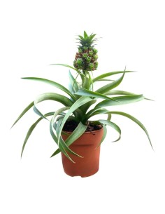 PIANTA DI ANANAS 'BABY BOOM' Decorativa da Interni