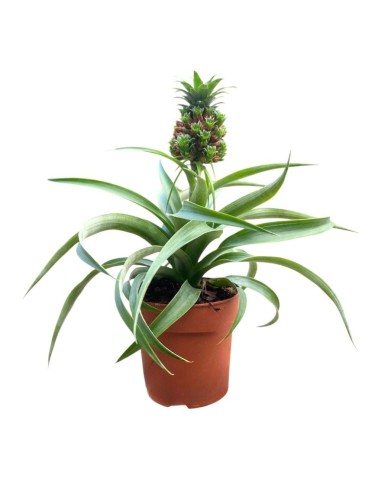 PIANTA DI ANANAS 'BABY BOOM' Decorativa da Interni