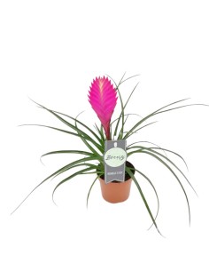 TILLANZIA CYANEA 'ANITA' Vaso 9cm Pianta Esotica da Interno