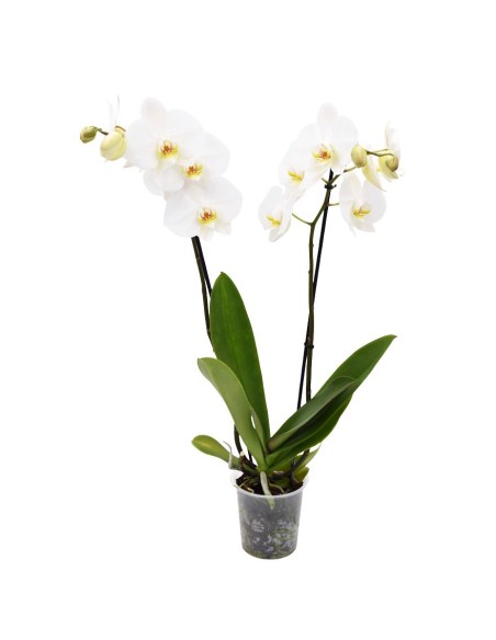ORCHIDEA PHALAENOPSIS BIANCA "LEEDS" Fiori Duraturi