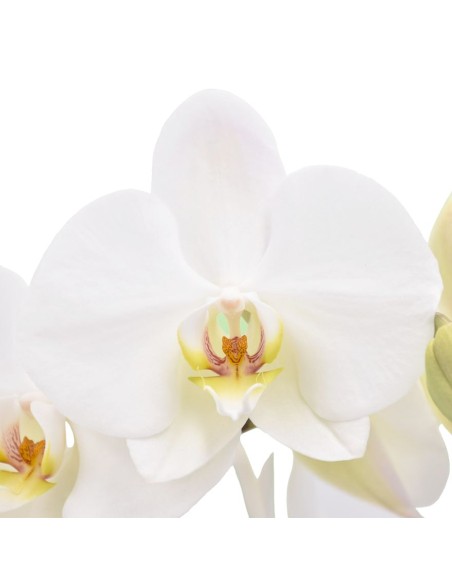 ORCHIDEA PHALAENOPSIS BIANCA "LEEDS" Fiori Duraturi