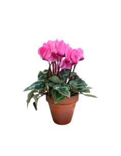 CICLAMINO IN VASO TERRACOTTA colori assortiti vaso 15 cm 2