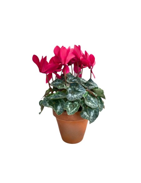 CICLAMINO IN VASO TERRACOTTA colori assortiti vaso 15 cm