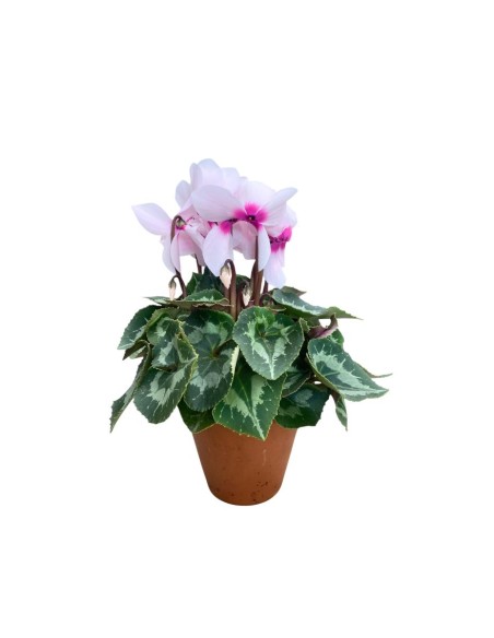 CICLAMINO IN VASO TERRACOTTA colori assortiti vaso 15 cm