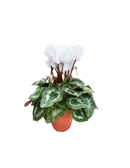 CICLAMINO IN VASO TERRACOTTA colori assortiti vaso 15 cm