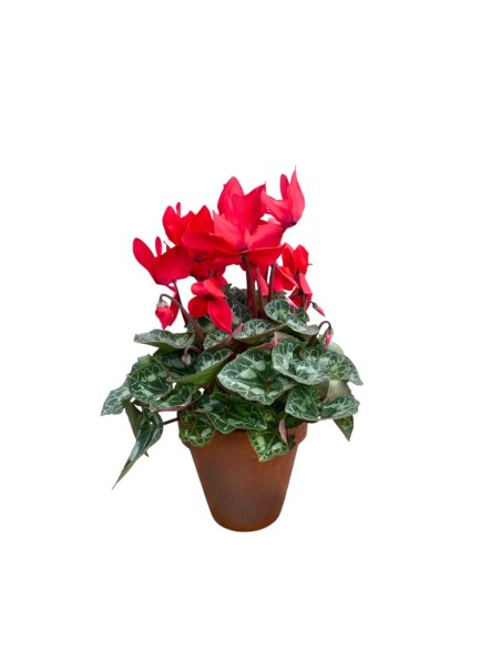 CICLAMINO IN VASO TERRACOTTA colori assortiti vaso 15 cm