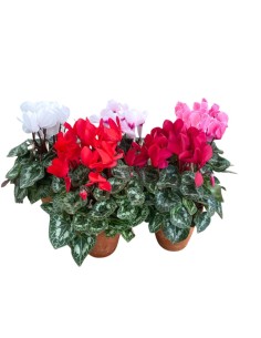 CICLAMINO IN VASO TERRACOTTA colori assortiti vaso 15 cm