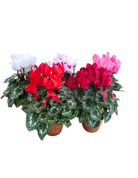 CICLAMINO IN VASO TERRACOTTA colori assortiti vaso 15 cm
