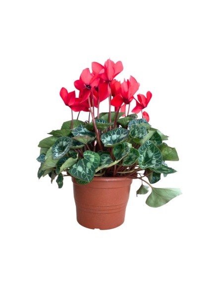 CICLAMINO Vaso 22 cm Colori Assortiti: Fiore d'Inverno Maxi