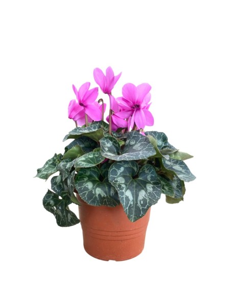 CICLAMINO Vaso 22 cm Colori Assortiti: Fiore d'Inverno Maxi