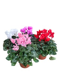 CICLAMINO Vaso 22 cm Colori Assortiti: Fiore d'Inverno Maxi
