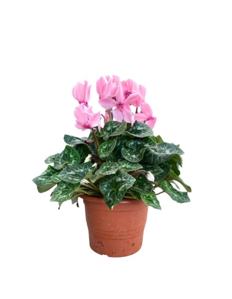 CICLAMINO Vaso 22 cm Colori Assortiti: Fiore d'Inverno Maxi