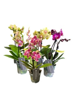 MINI ORCHIDEA Phalaenopsis(optifriend love) Colori assortiti