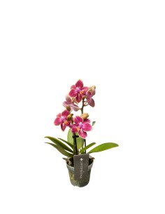 MINI ORCHIDEA Phalaenopsis(optifriend love) Colori assortiti 2