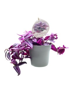 TRADESCANTIA (pink paradise) La Regina Rosa del Fogliale