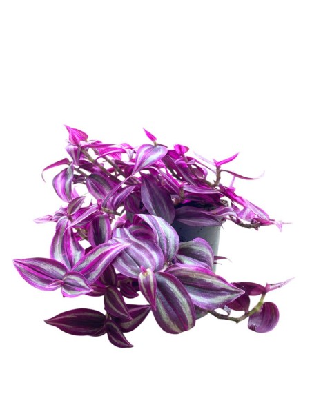 TRADESCANTIA (pink paradise) La Regina Rosa del Fogliale