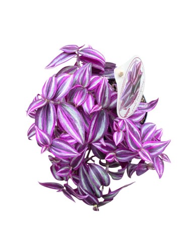 TRADESCANTIA (pink paradise) La Regina Rosa del Fogliale