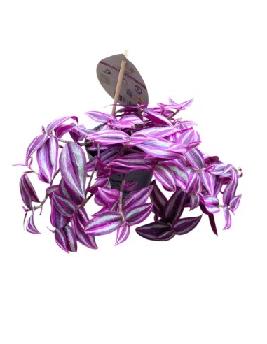 TRADESCANTIA (pink paradise) La Regina Rosa del Fogliale