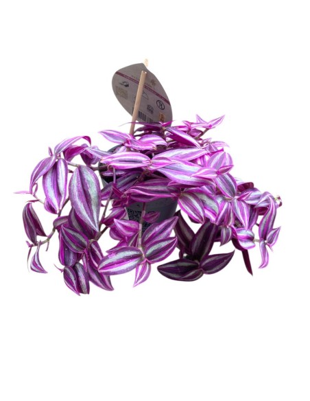 TRADESCANTIA (pink paradise) La Regina Rosa del Fogliale