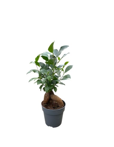 FICUS MICROCARPA GINSENG "Bonsai"