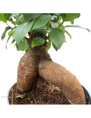 FICUS MICROCARPA GINSENG "Bonsai"