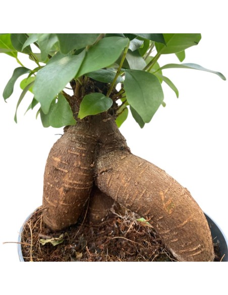 FICUS MICROCARPA GINSENG "Bonsai"