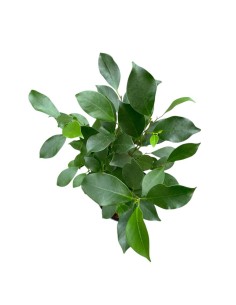 FICUS MICROCARPA GINSENG "Bonsai" 2