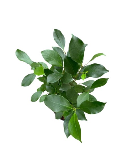 FICUS MICROCARPA GINSENG "Bonsai"