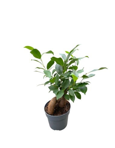 FICUS MICROCARPA GINSENG "Bonsai"