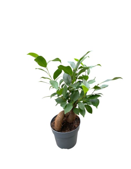 FICUS MICROCARPA GINSENG "Bonsai"
