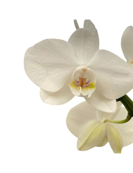 ORCHIDEA PHALAENOPSIS Bianca(aurora) Orchidea Eleganza