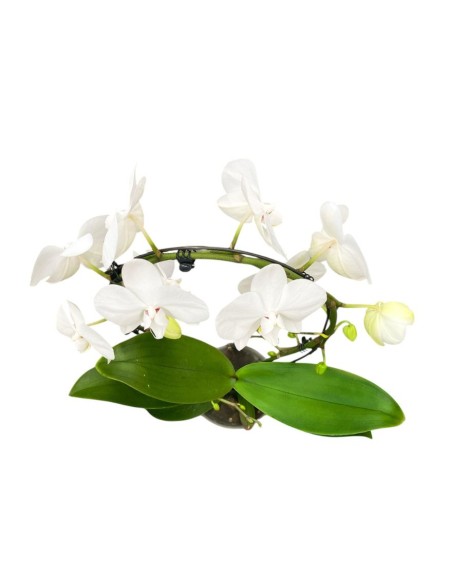 ORCHIDEA PHALAENOPSIS Bianca(aurora) Orchidea Eleganza