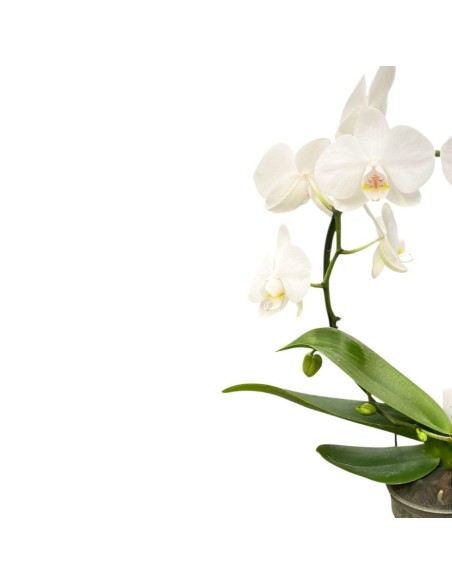 ORCHIDEA PHALAENOPSIS Bianca(aurora) Orchidea Eleganza