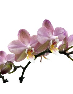 ORCHIDEA PHALAENOPSIS Rosa e Crema Facile Cura