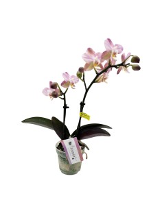 ORCHIDEA PHALAENOPSIS Rosa e Crema Facile Cura 2