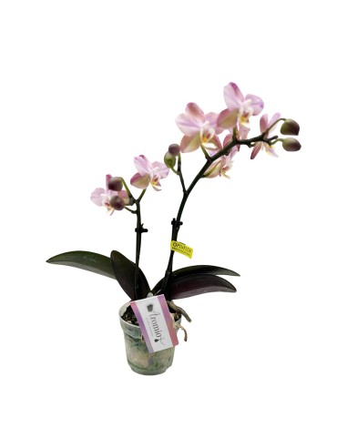 ORCHIDEA PHALAENOPSIS Rosa e Crema Facile Cura