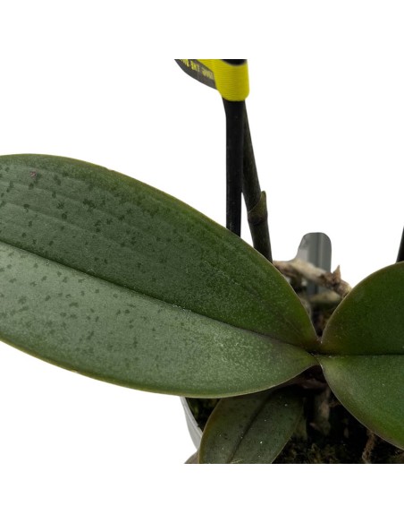 ORCHIDEA PHALAENOPSIS Rosa e Crema Facile Cura