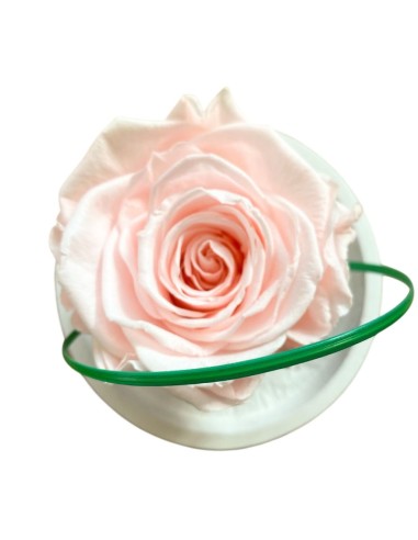 ROSA STABILIZZATA Profumata sotto cupola e base in legno