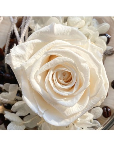 ROSA STABILIZZATA in Cloche di Vetro Simbolo di Amore Eterno