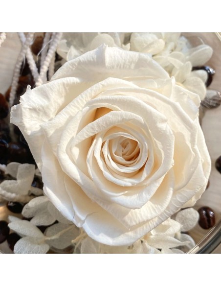 ROSA STABILIZZATA in Cloche di Vetro Simbolo di Amore Eterno
