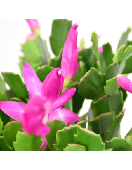 SCHLUMBERGERA NATALINA: La tua pianta di Natale Fiorita