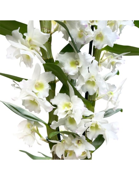 ORCHIDEA DENDROBIUM NOBILE 'Bianca' in vaso 12 cm
