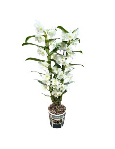 ORCHIDEA DENDROBIUM NOBILE 'Bianca' in vaso 12 cm 2
