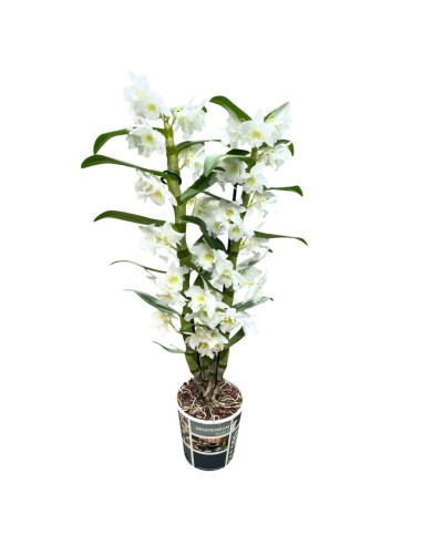 ORCHIDEA DENDROBIUM NOBILE 'Bianca' in vaso 12 cm