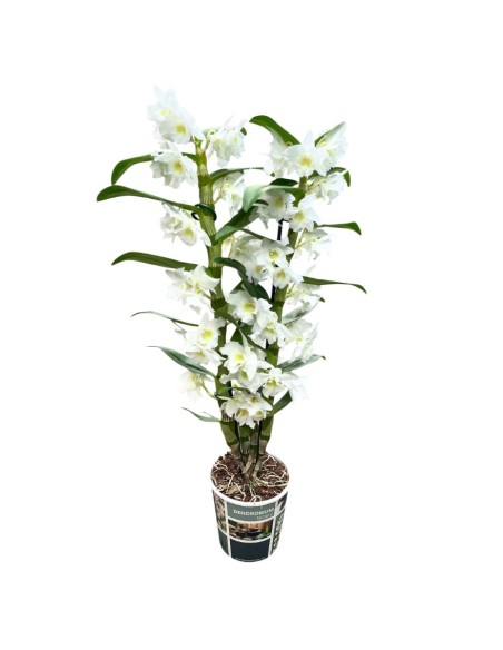 ORCHIDEA DENDROBIUM NOBILE 'Bianca' in vaso 12 cm