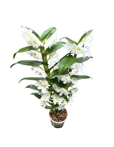 ORCHIDEA DENDROBIUM NOBILE 'Bianca' in vaso 12 cm